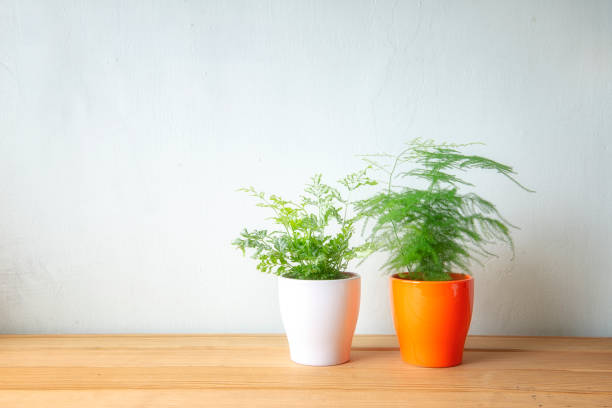 istock Indoor plant on wooden table and white wall 1047413662