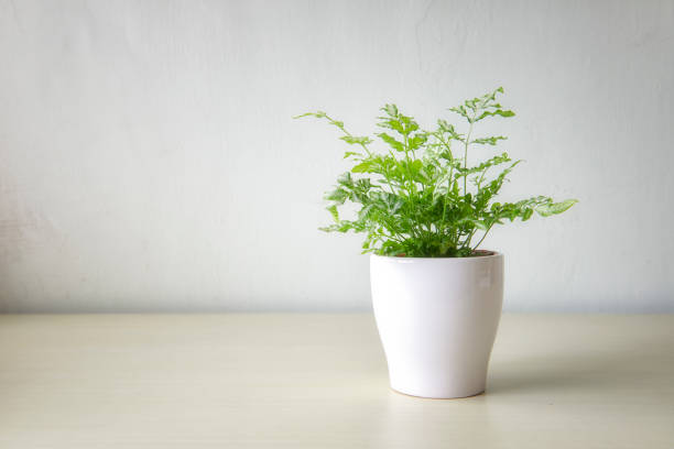 istock Indoor plant on wooden table and white wall 1047413730
