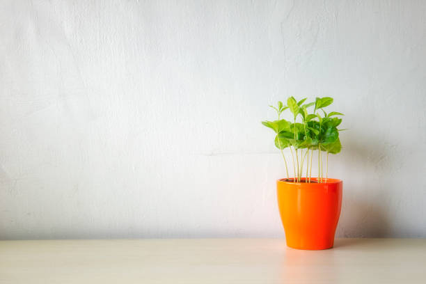 Indoor plant on wooden table and white wall