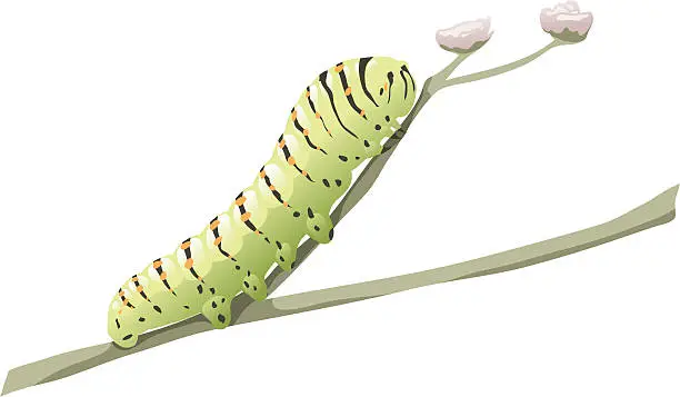 Vector illustration of green caterpillar