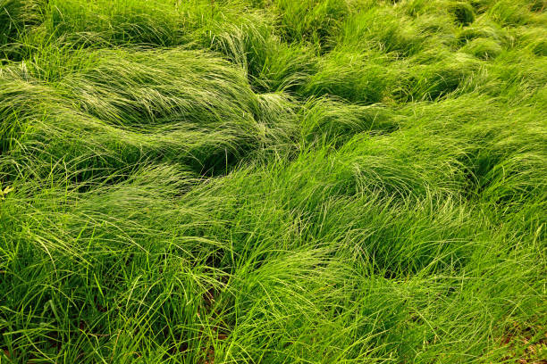 istock a song of the wind 1047418942