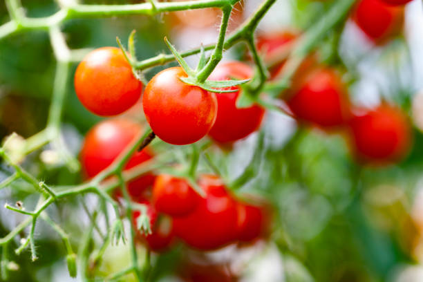 istock Pair of Tomatoes 1047419194