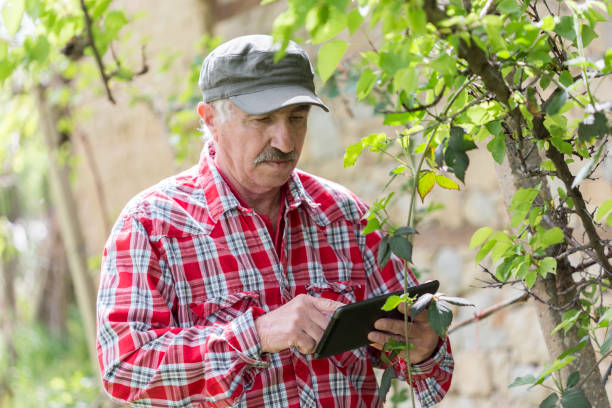 istock Mature farmer in the orchard 1047421894