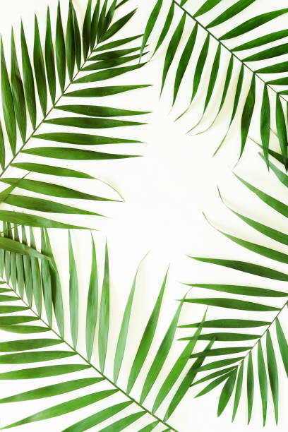 istock tropical green palm branches pattern on a white background. top view.copy space.abstract. 1047424776