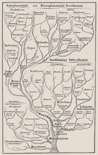 illustrazioni stock, clip art, cartoni animati e icone di tendenza di albero genealogico di ernst haeckel con l'inclusione degli esseri umani. dopo l'insegnamento di darwin - 1866