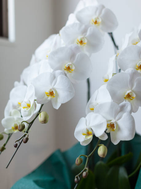istock White Phalaenopsis Orchid 1047427388