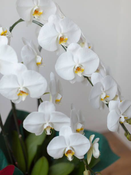 istock White Phalaenopsis Orchid 1047427426