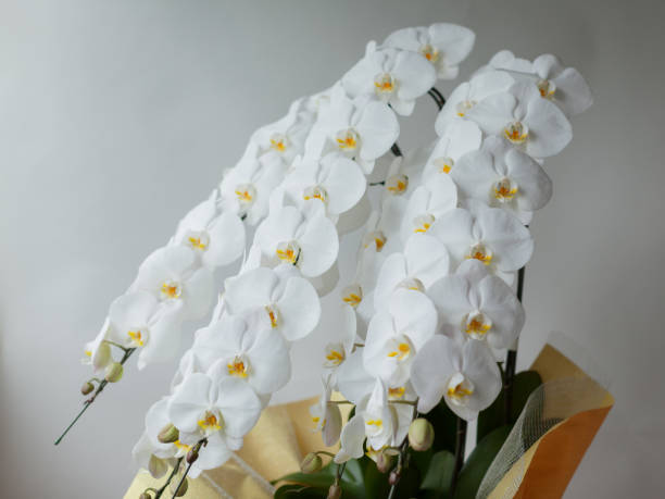 White Phalaenopsis Orchid