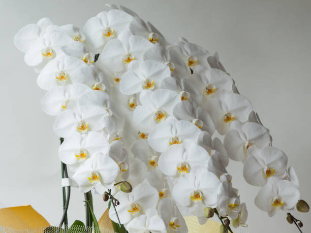 istock White Phalaenopsis Orchid 1047427516