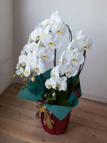 istock White Phalaenopsis Orchid 1047427526