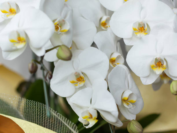 istock White Phalaenopsis Orchid 1047427566