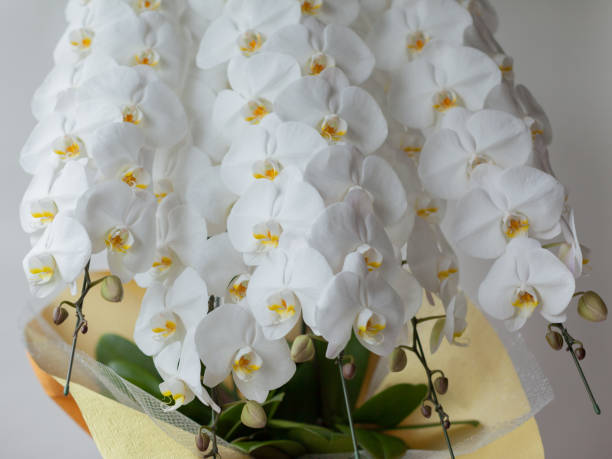 istock White Phalaenopsis Orchid 1047427586