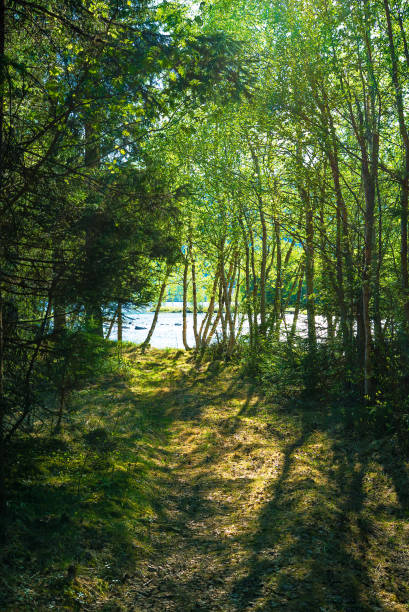 Camping in a peaceful forest by a lake with sunshine lights through the trees.