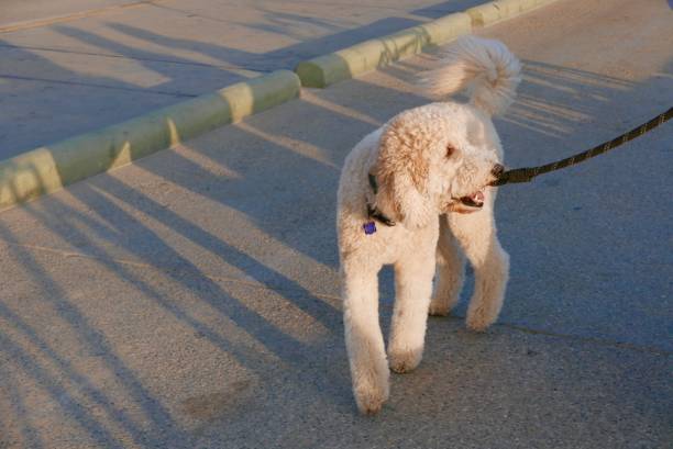 goldendoodle の新しい犬を満たしています。 - standard poodle ストックフォトと画像