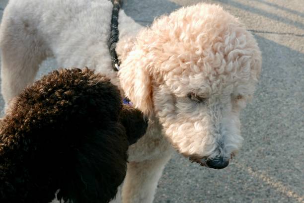 Santa Monica Beach, California, goldendoodle and standard  poodle meet each other