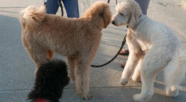 istock Goldendoodle meets new dogs 1047434554
