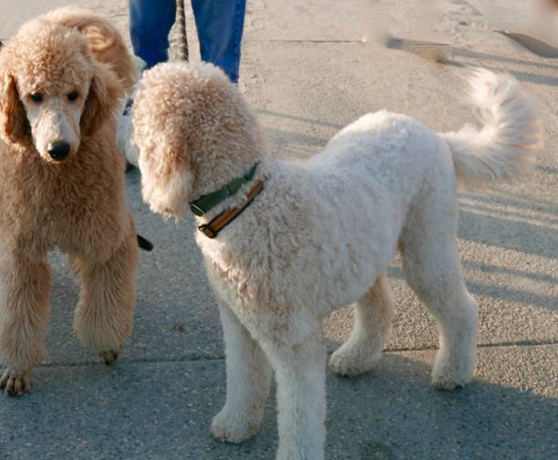 istock Goldendoodle meets new dogs 1047434556