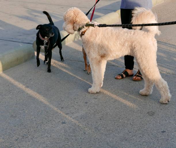 istock Goldendoodle meets new dogs 1047434560