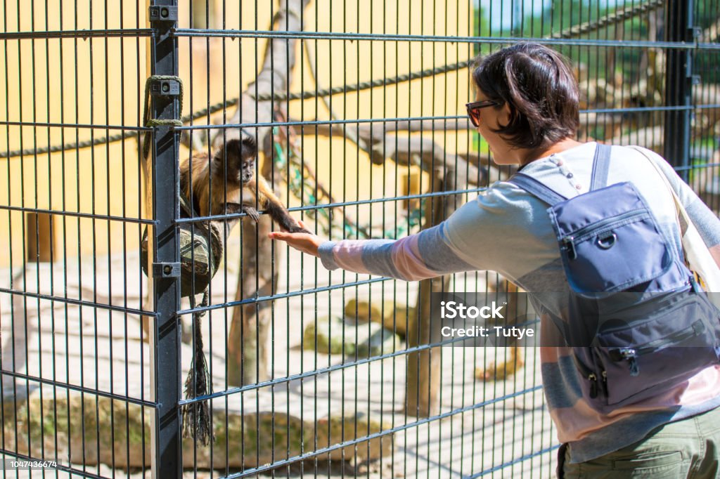 woman giving food to a monkey at zoo Monkey Stock Photo