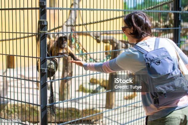 Woman Giving Food To A Monkey At Zoo Stock Photo - Download Image Now - Monkey, Zoo, Cage