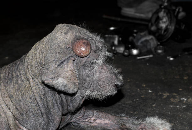istock Leper sick dirty lonely old dog with big tumor on it face, poor tiny dog 1047440312
