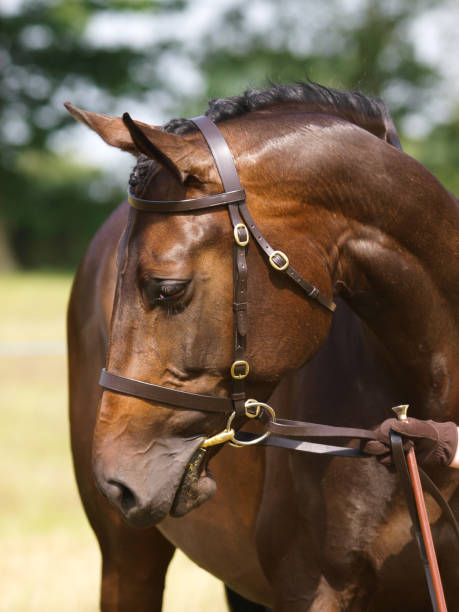 istock Horse Head Shot 1047443410