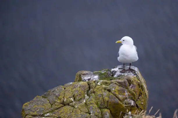 Photo of Beautiful seagulls standing on cliff in Londrangar ,iceland.