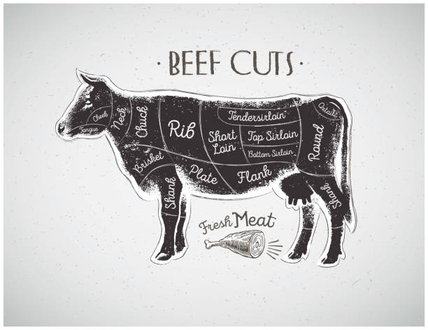 Graphical cow Graphic silhouette cow with the line of cutting for the butcher. cow drawings stock illustrations
