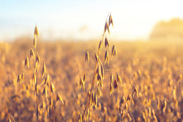 istock Oat ear on the field 1047456388