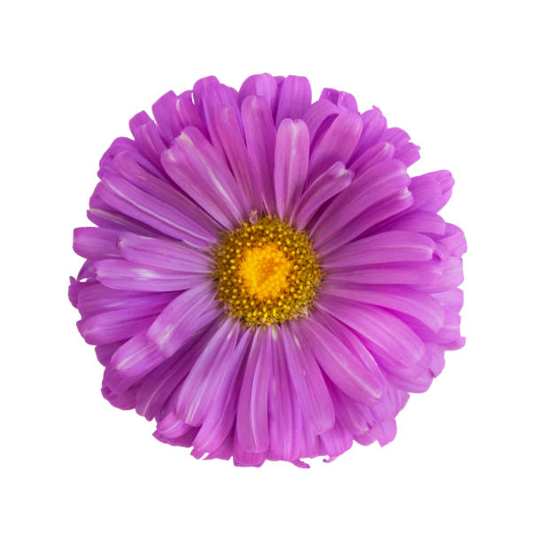 istock Violet aster flower isolated on white background 1047456610