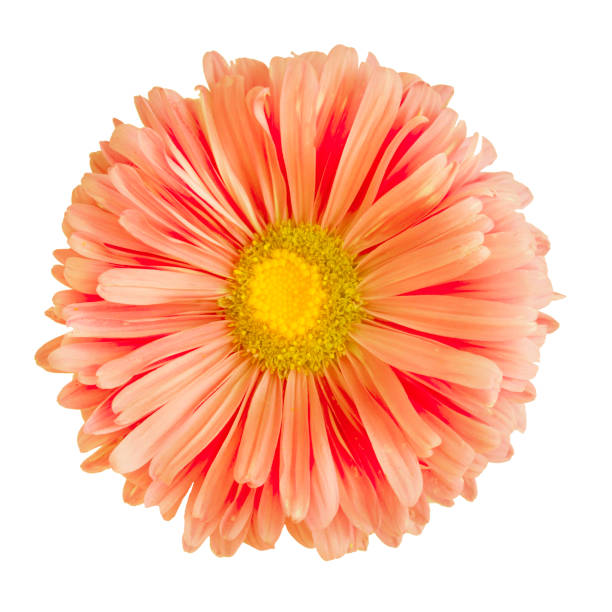 istock Orange aster flower isolated on white background 1047456612