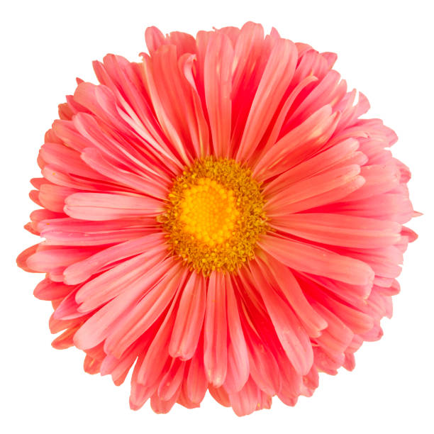 istock Pink aster flower isolated on white background 1047456618