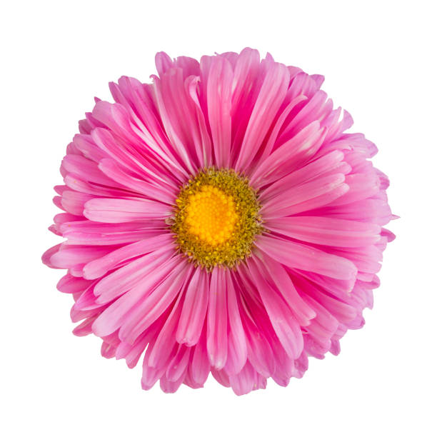 istock Pink aster flower isolated on white background 1047456646