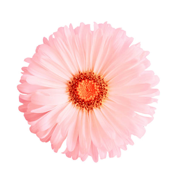 istock Pink aster flower isolated on white background 1047456664