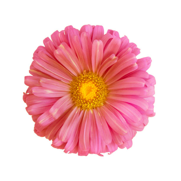 istock Pink aster flower isolated on white background 1047456678