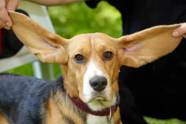 Photo of An owner holds up his beagle dogs long, floppy ears.