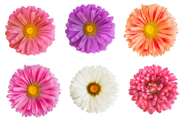 istock Set of asters flower isolated on white background 1047456816