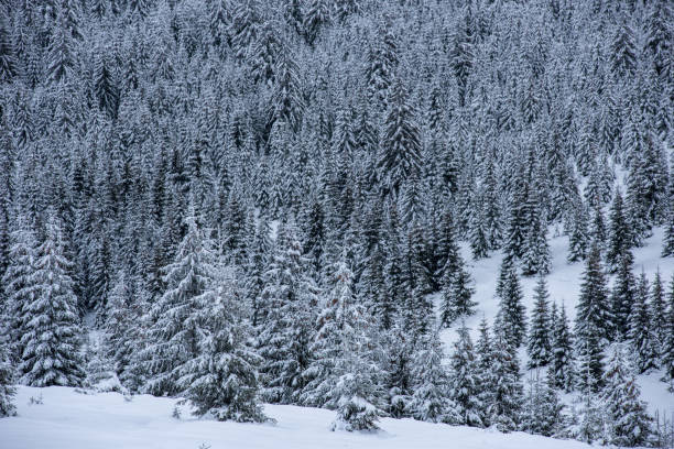 istock Christmas background, snow covered forest in winter 1047459540