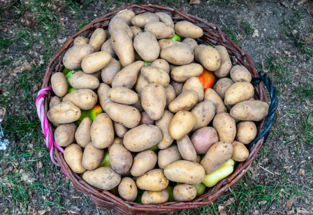 jeunes pommes de terre dans un panier. tubercules de pomme de terre - market raw potato fruit basket photos et images de collection