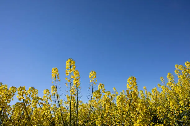Clear blue sky over bright yellow Canola flower fields in the central west of New South Wales, Australia