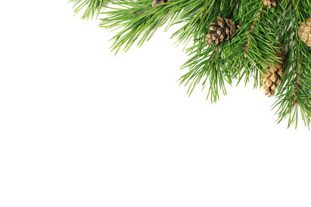 istock Christmas composition. Christmas tree branch, pine cones, fir branches on white background. 1047471808