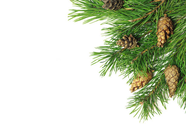 istock Christmas composition. Christmas tree branch, pine cones, fir branches on white background. 1047472052
