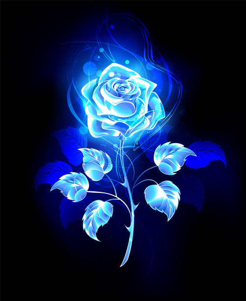 Burning blue rose Blooming, abstract rose from blue flame on black background. blue rose against black background stock illustrations