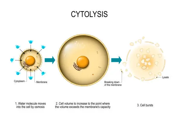 Vector illustration of Cytolysis. Osmotic lysis