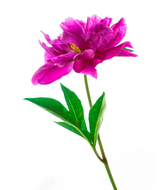 istock Bright colorful flowers peonies. 1047480022