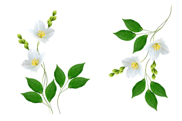 ジャスミンの花 - tea tea leaves jasmine tea leaf ストックフォトと画像