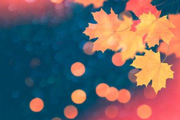 istock autumn landscape with bright colorful foliage. 1047480054