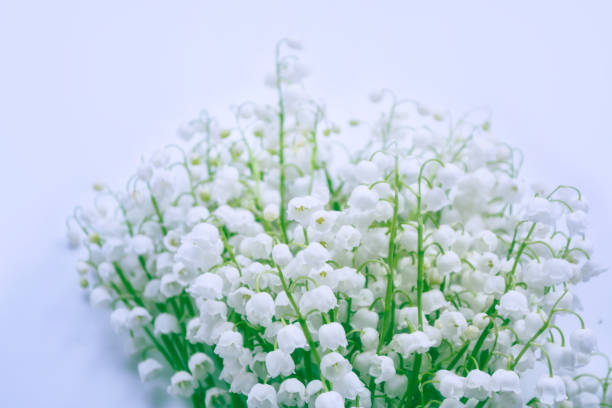 istock Lily of the valley flower 1047480206