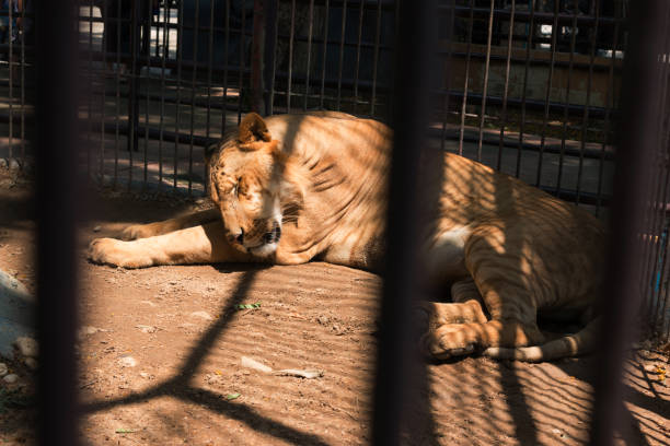 istock Big Lion in the cage 1047484016