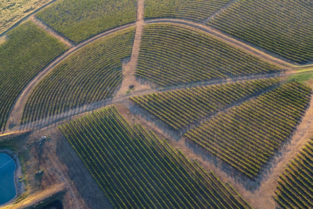 winnice z powietrza - vineyard hunter valley australia vine zdjęcia i obrazy z banku zdjęć
